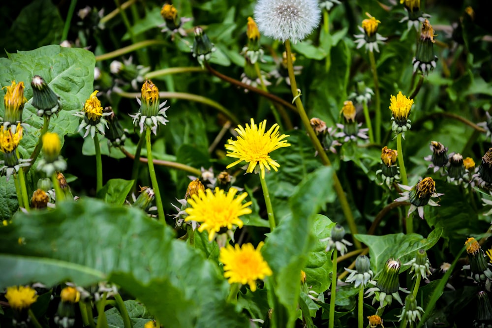 yellow and white flowers with green leaves
