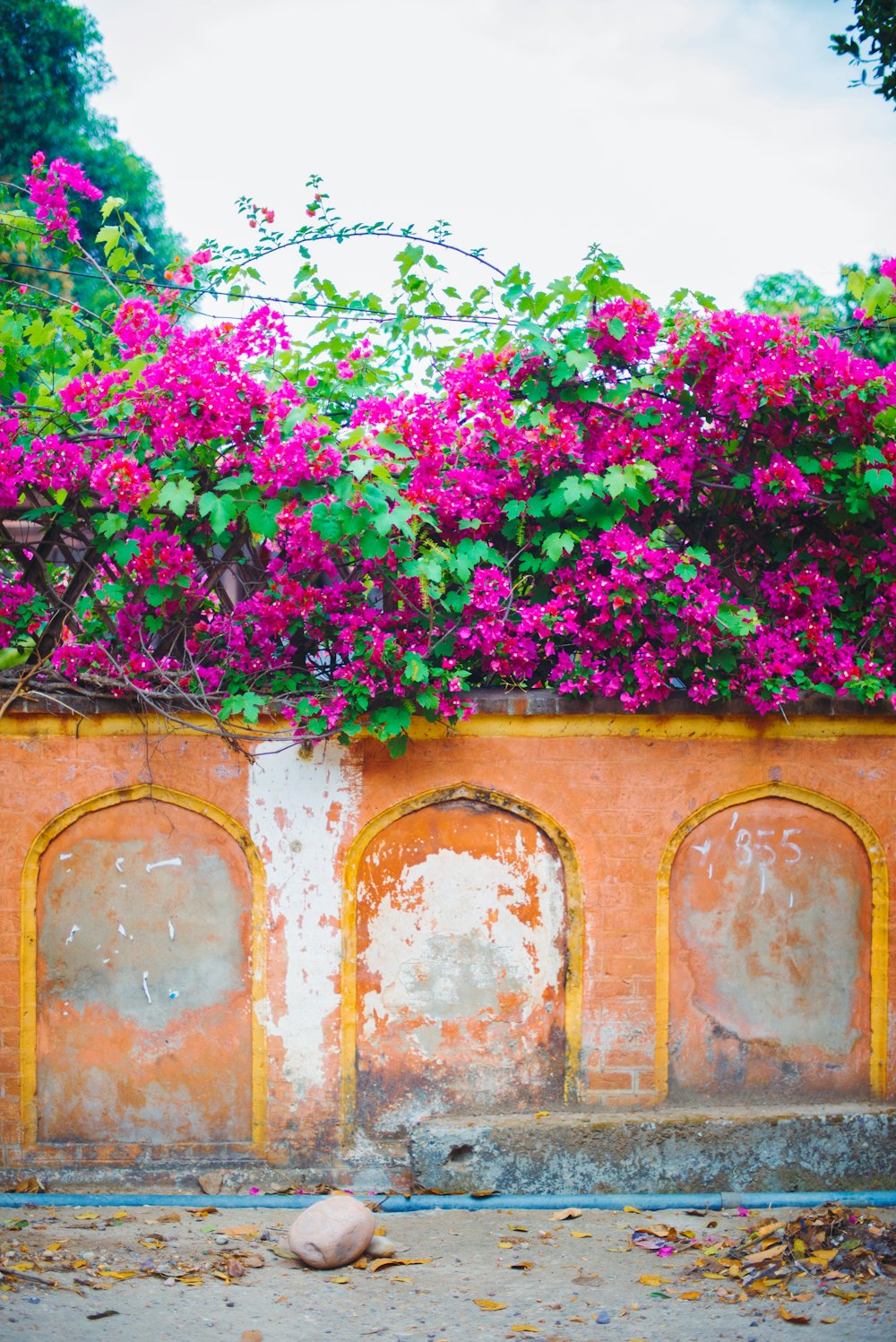 pink flowers on brown brick wall