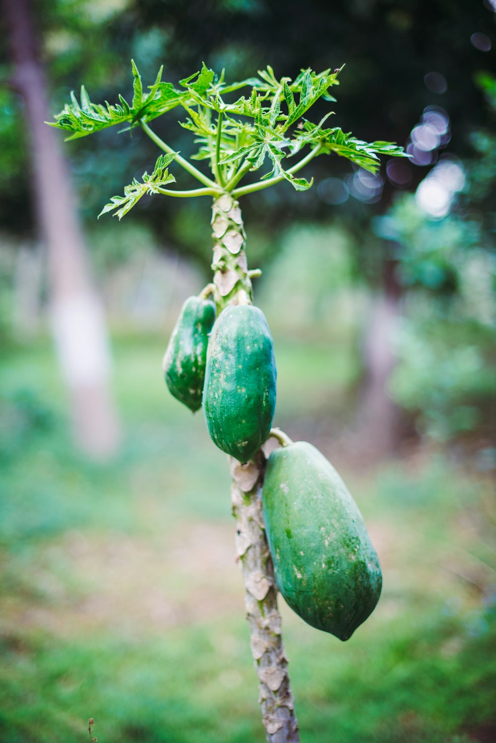 green fruit on tree branch