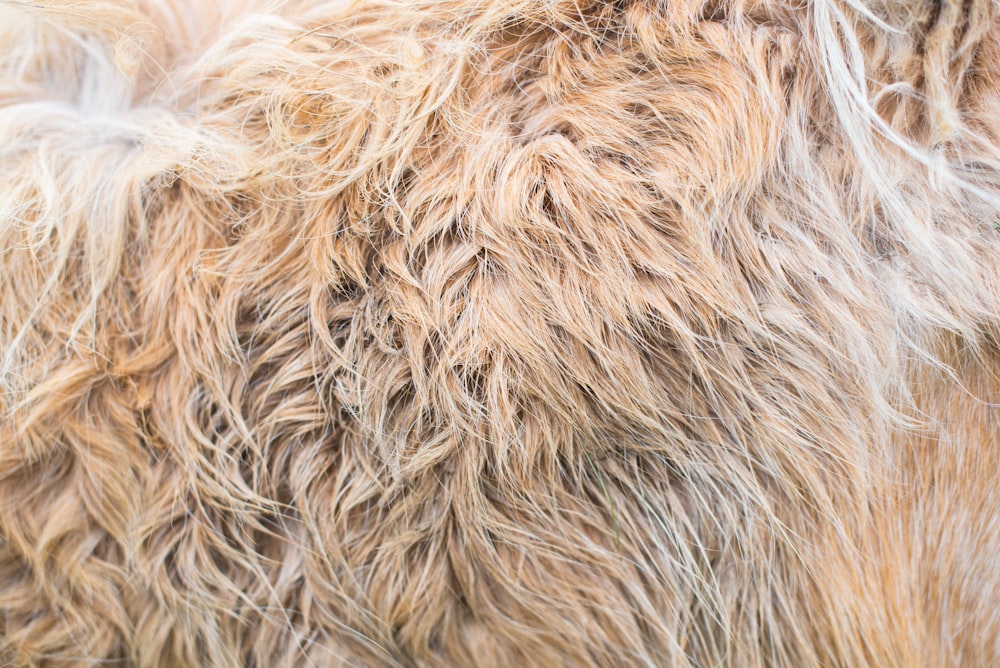 white and brown fur textile