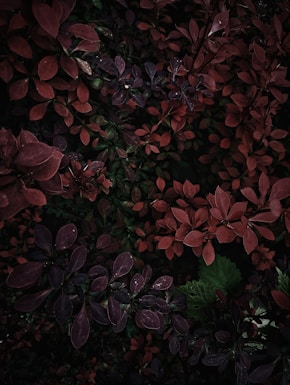 red and green leaves plant