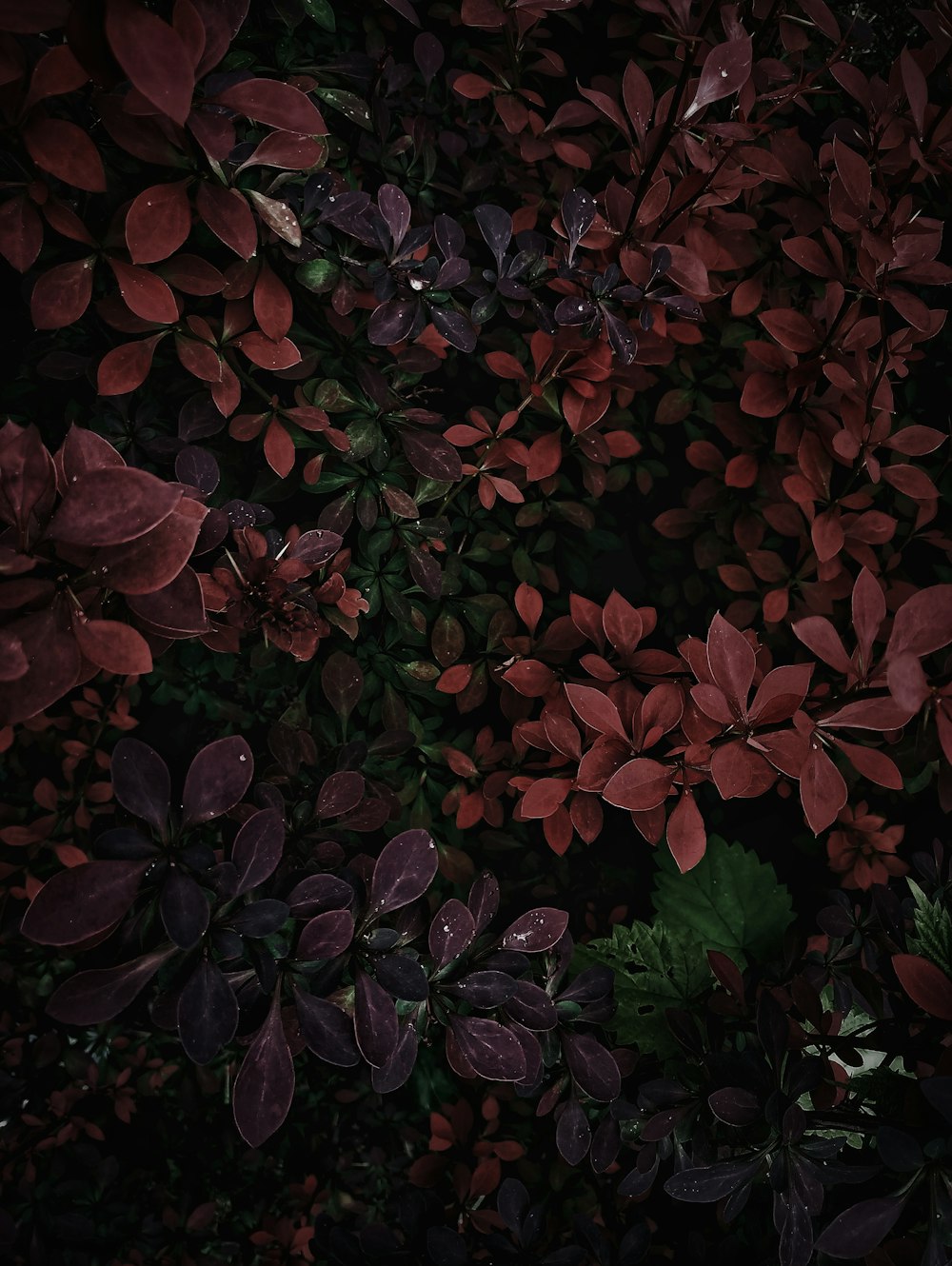 赤と緑の葉の植物