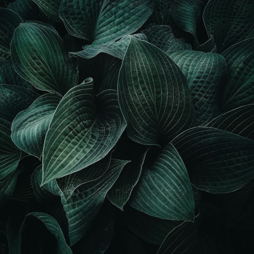 green leaves in black background