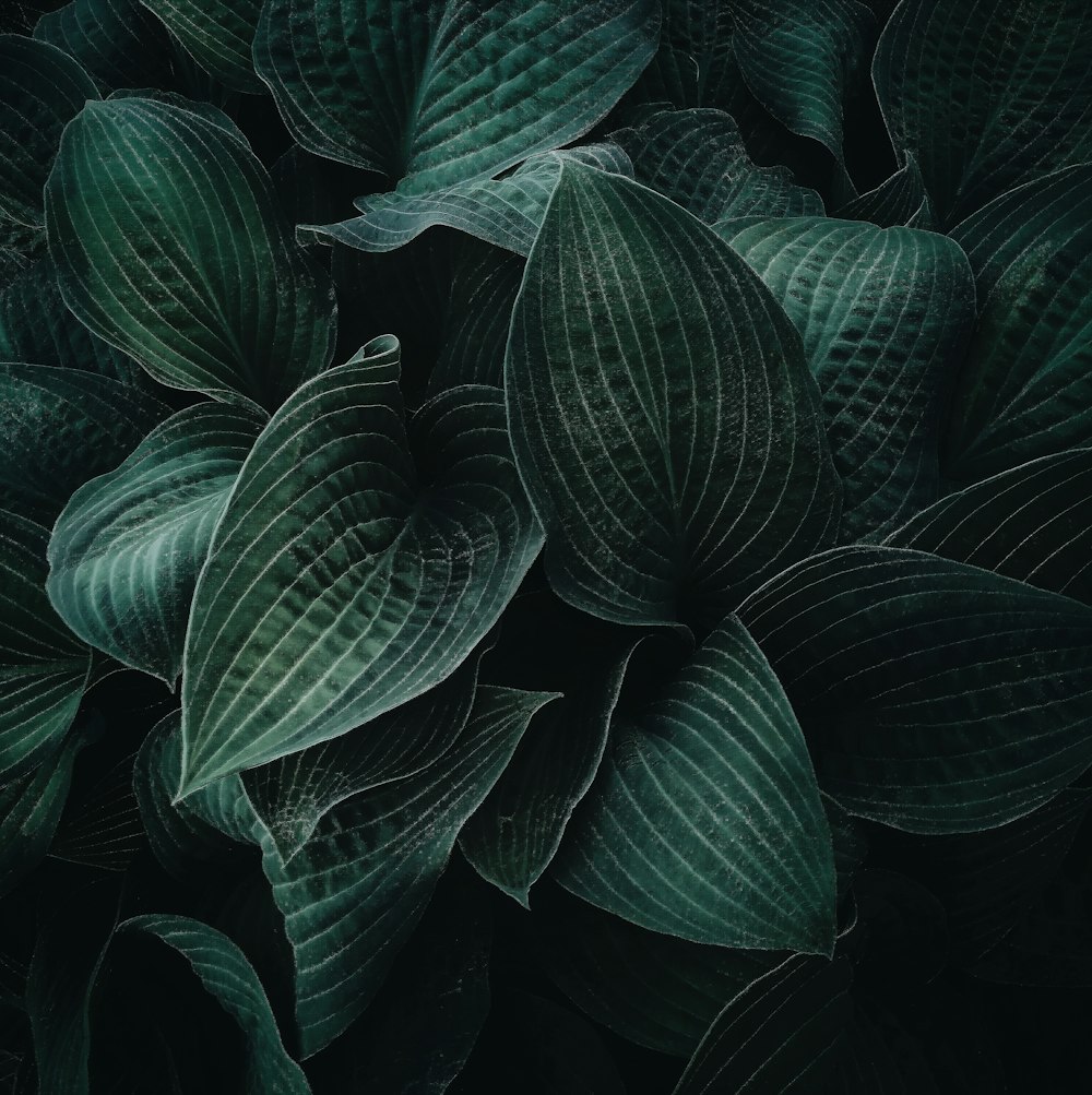 검은 배경에 녹색 잎