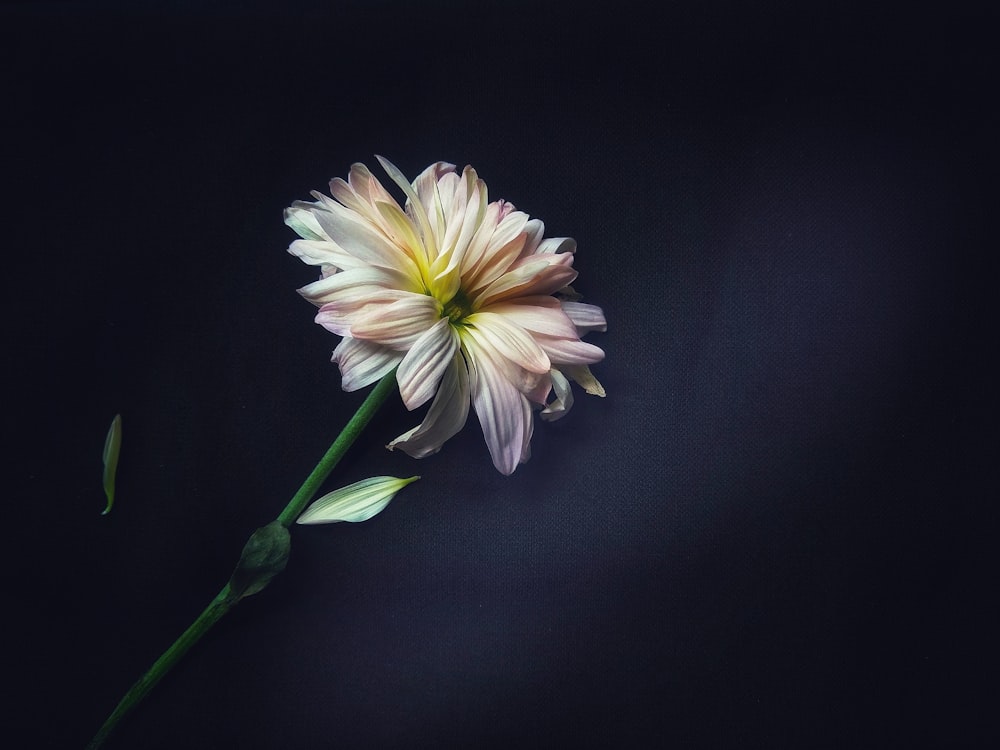 white and yellow flower in black background