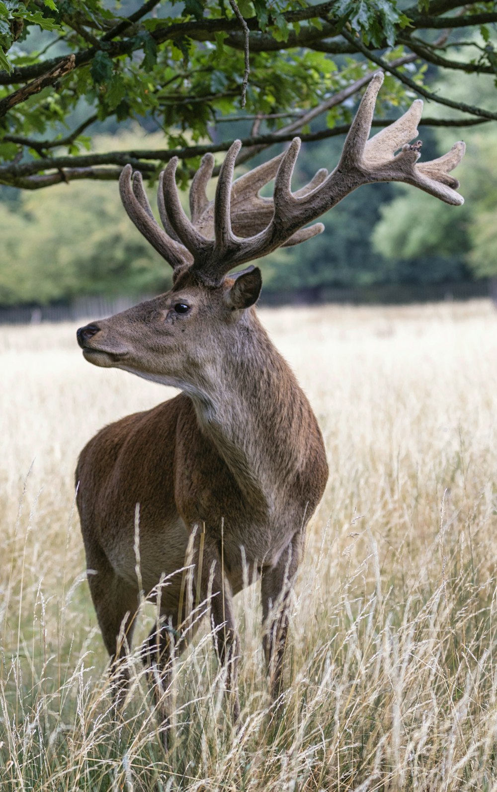 brown deer on brown grass field during daytime