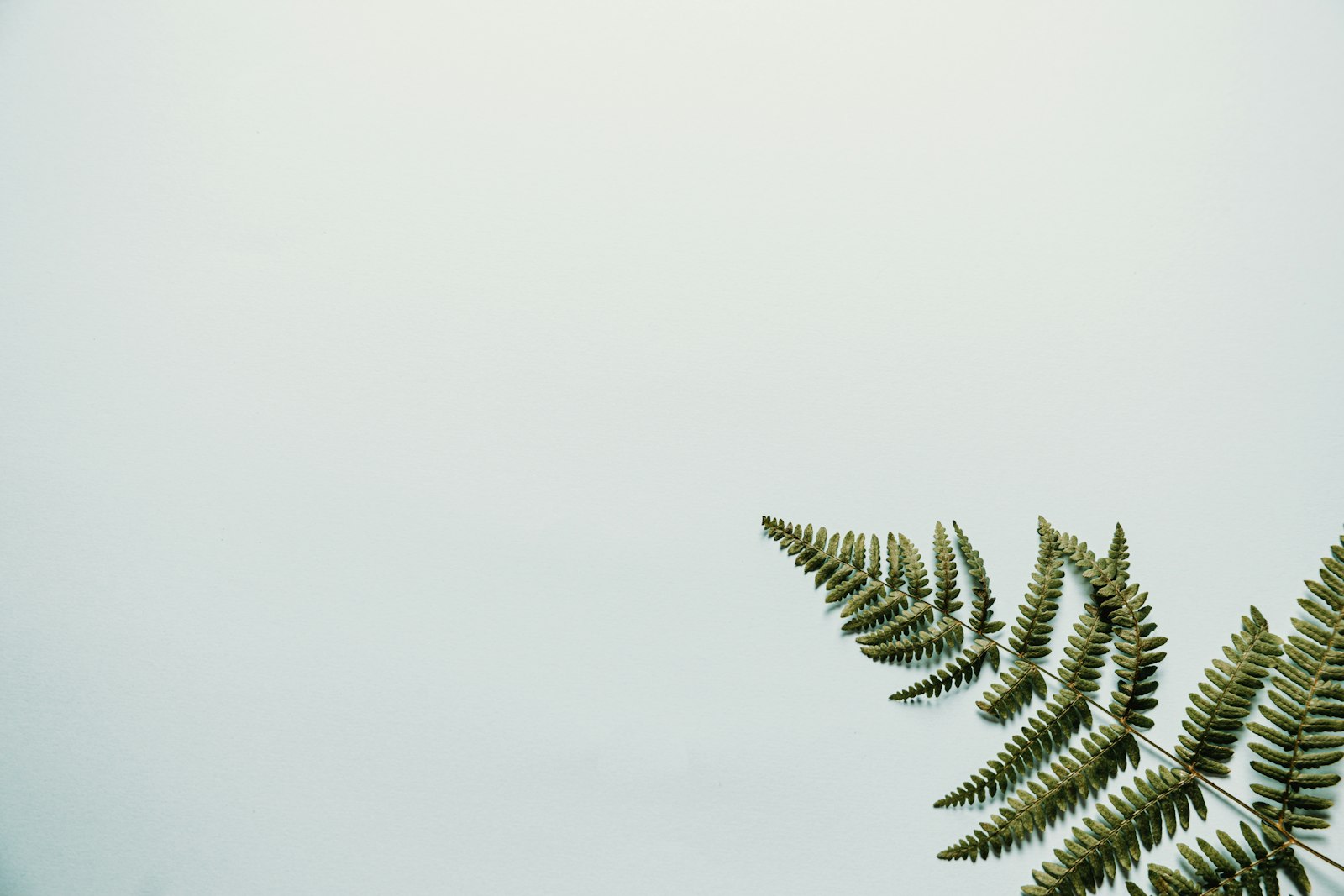 Canon EOS 6D + Canon EF 28-135mm F3.5-5.6 IS USM sample photo. Green palm tree under photography