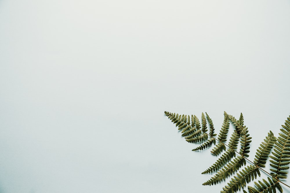 green palm tree under white sky