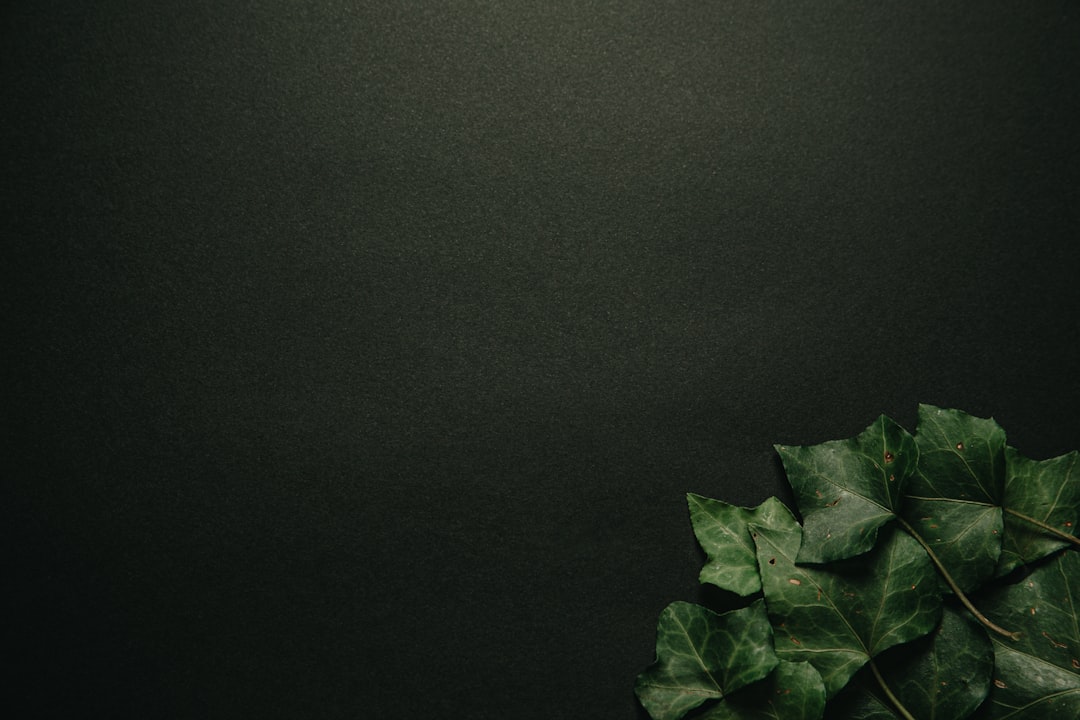 green leaves on black surface