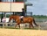 A person is riding a chestnut horse in an outdoor arena. The rider is wearing equestrian attire, including a helmet and formal riding jacket. Another person is seen in the background wearing casual clothes and a hat. The setting is sunny with visible greenery in the distance.