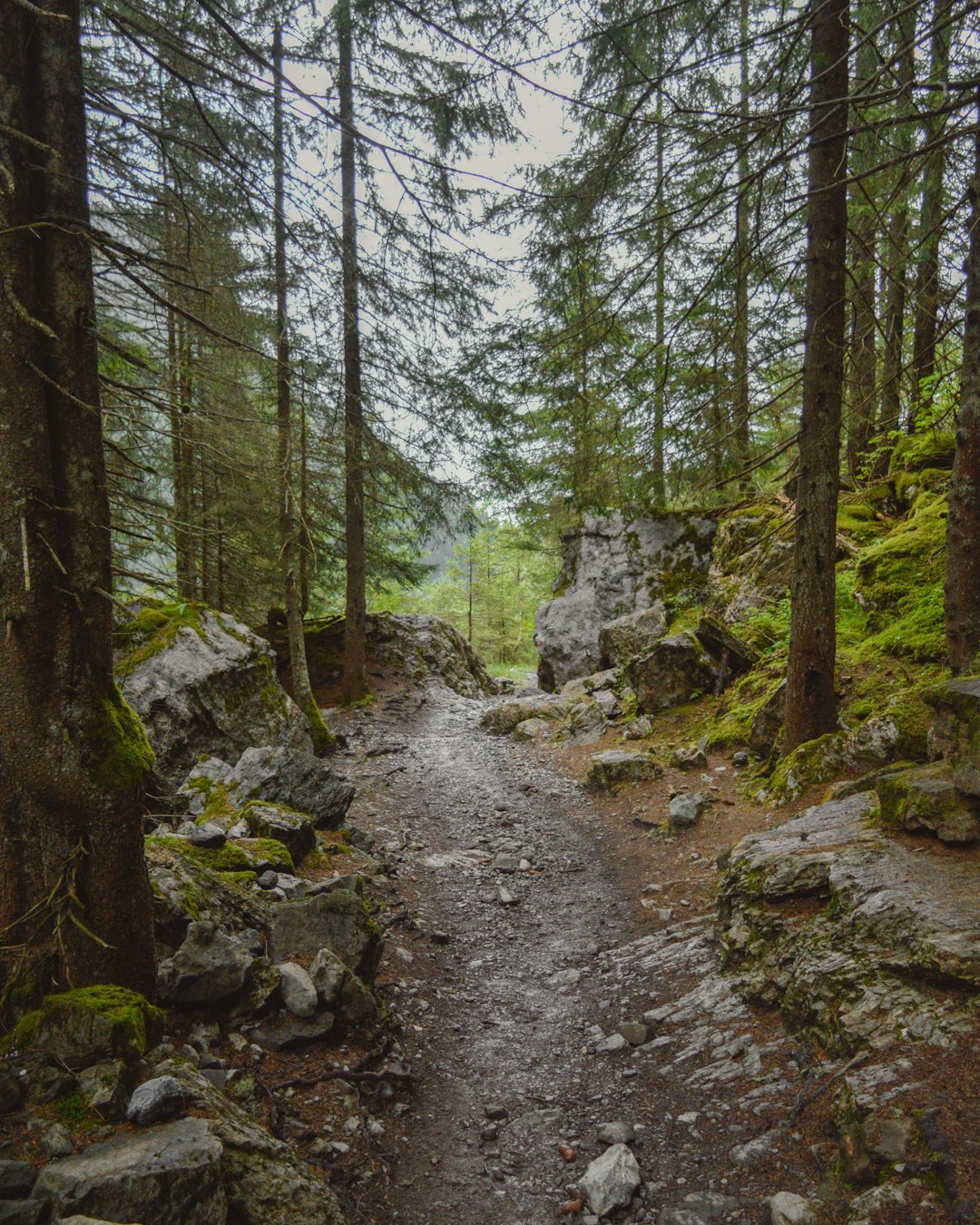 Forest photo spot 11 Avenue du Château de Valmer Chaumont-sur-Loire