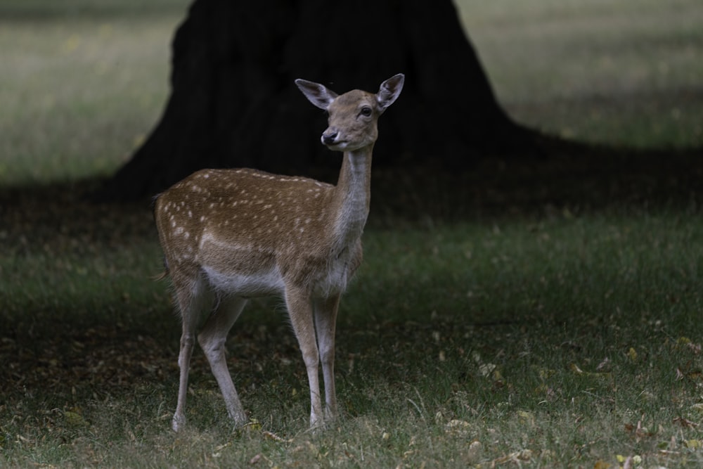 brown deer on green grass field during daytime