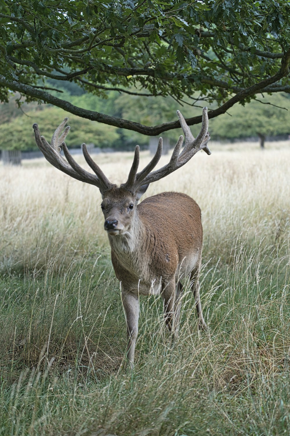 brown deer on brown grass field during daytime