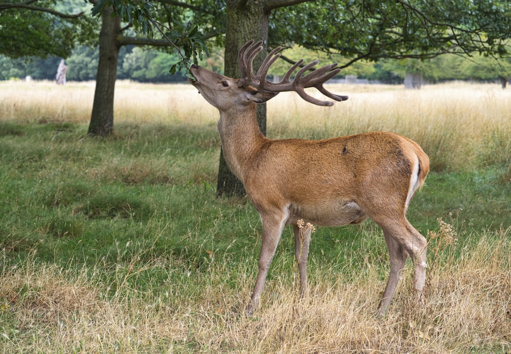 brown deer on green grass field during daytime