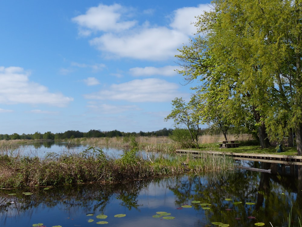 green trees beside lake under blue sky during daytime