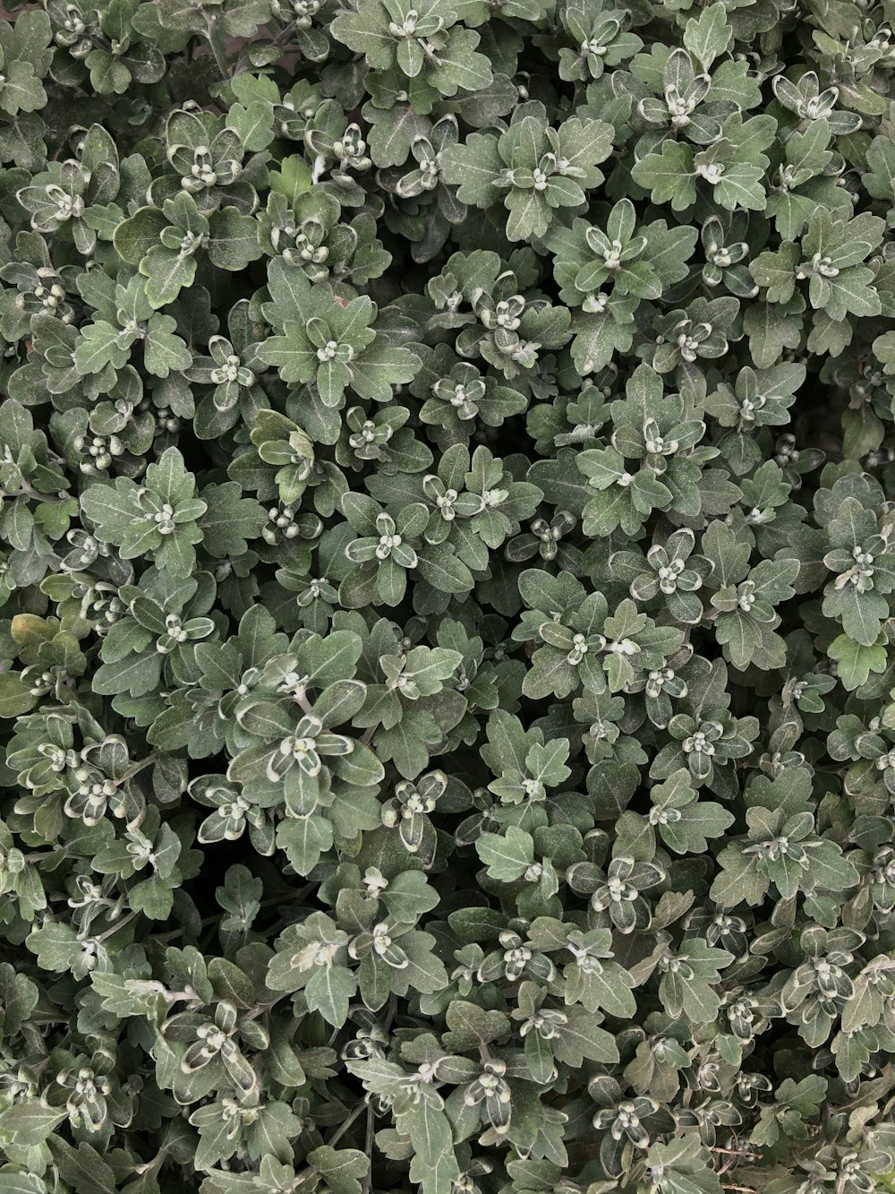 green plant with white flowers