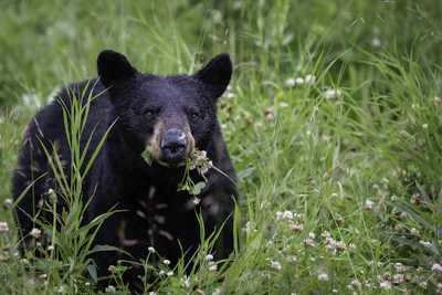 A bear pausing thoughtfully beside a field of blooming wildflowers.
