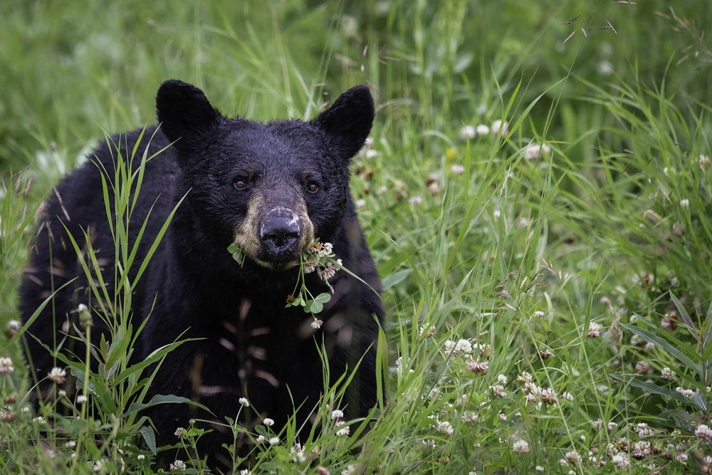 Oso negro en la hierba verde durante el día