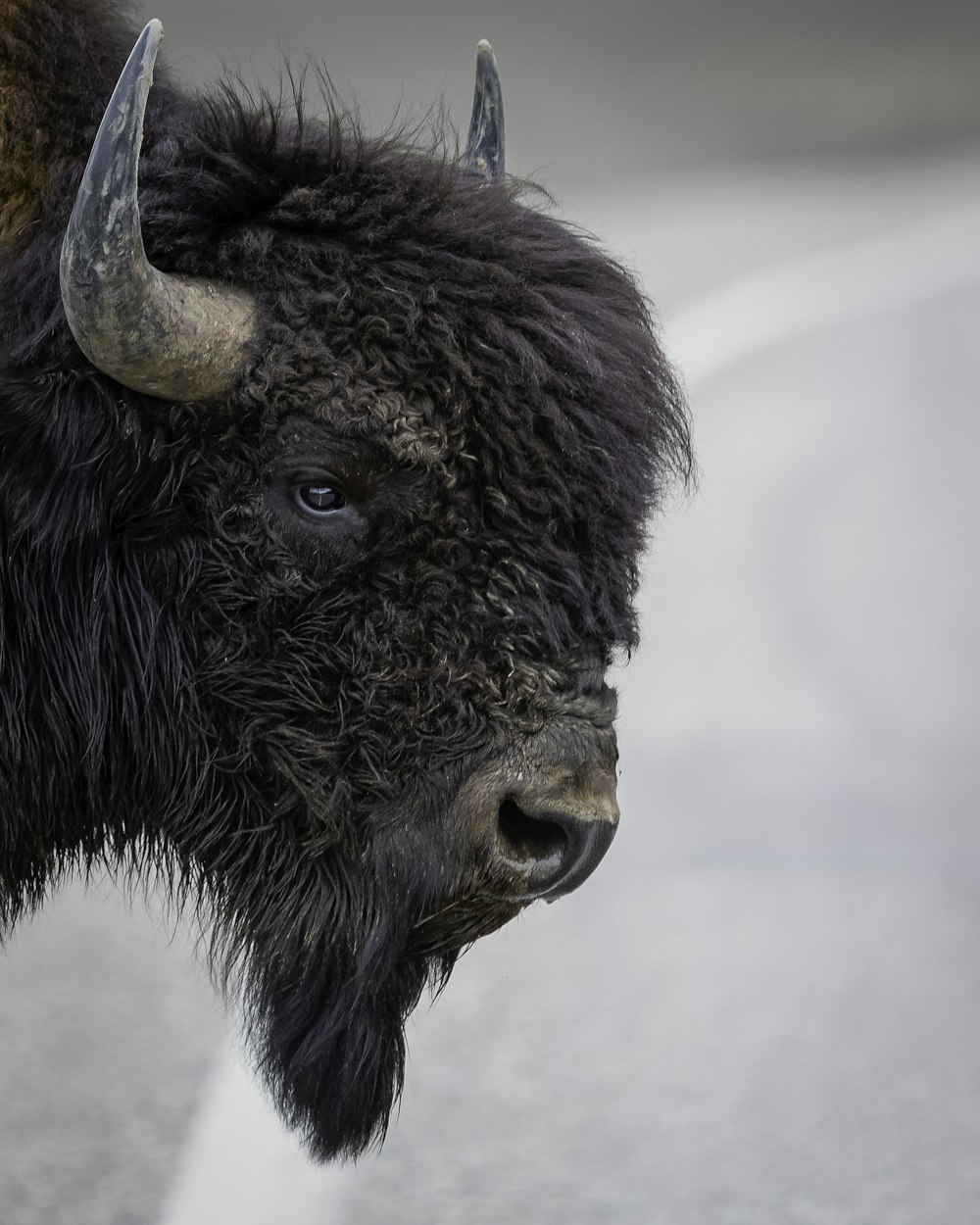 animale nero e marrone in fotografia ravvicinata