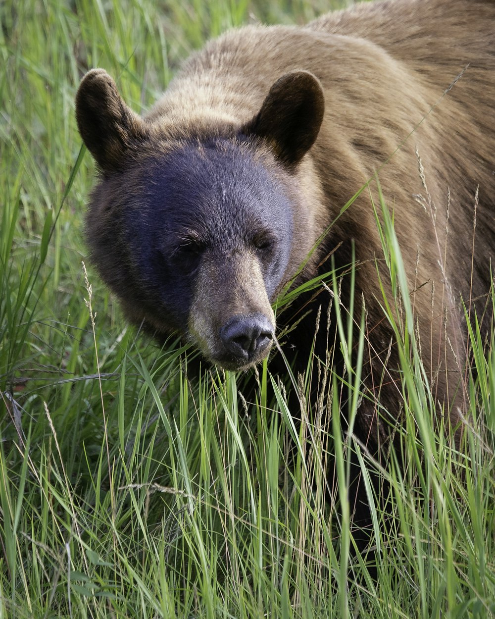 a large brown bear walking through a lush green field