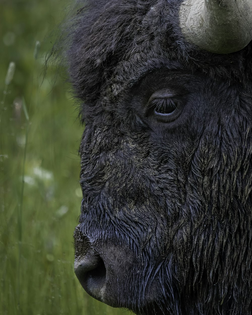 black animal on green grass during daytime