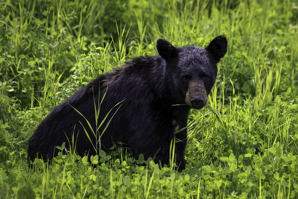 black bear on green grass during daytime