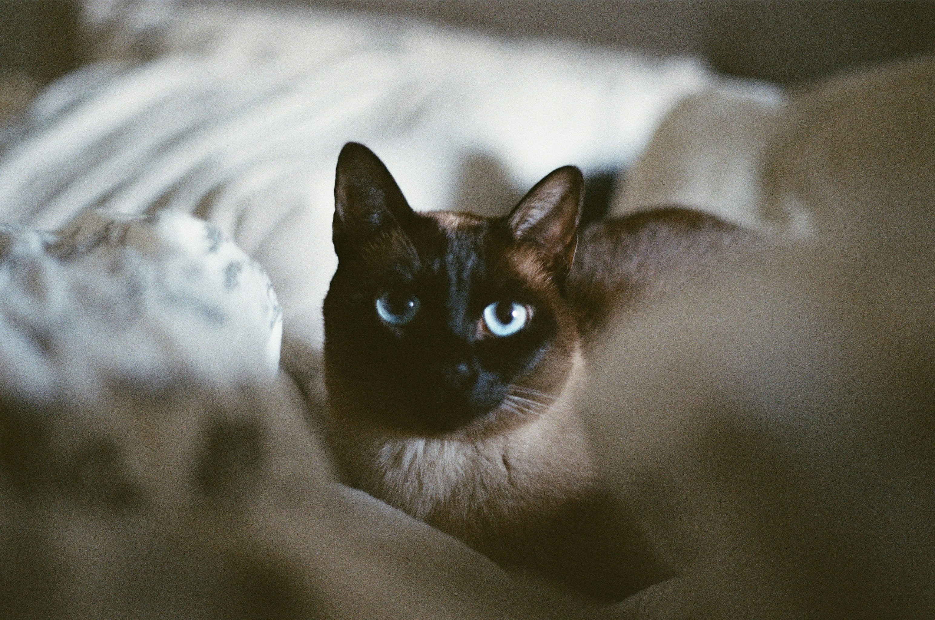 Tonkinese: Social Butterflies of Ritual (image credits: unsplash)