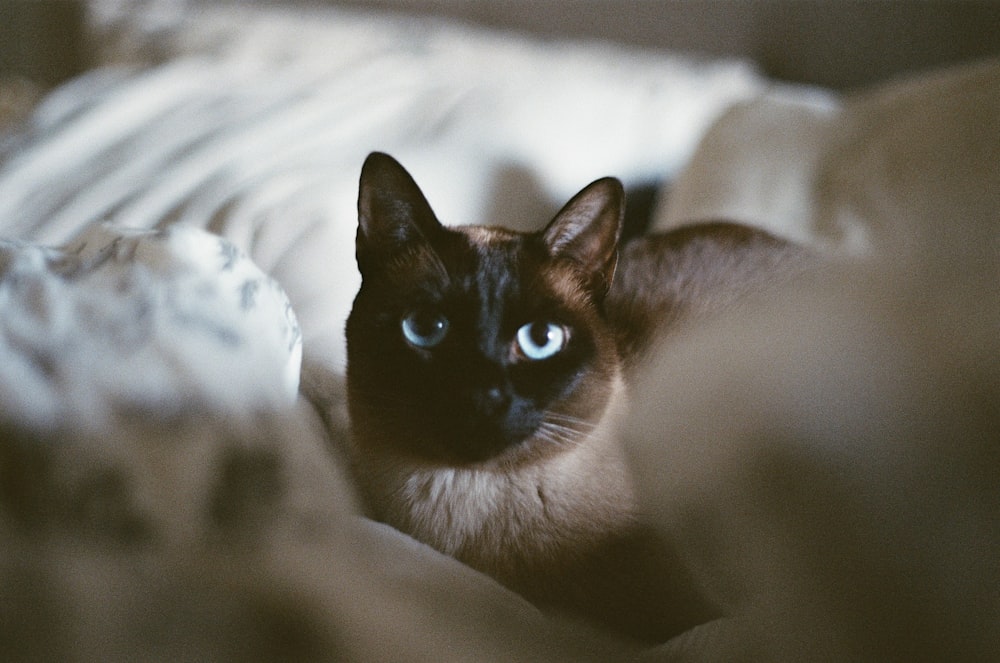 black and white cat on white textile