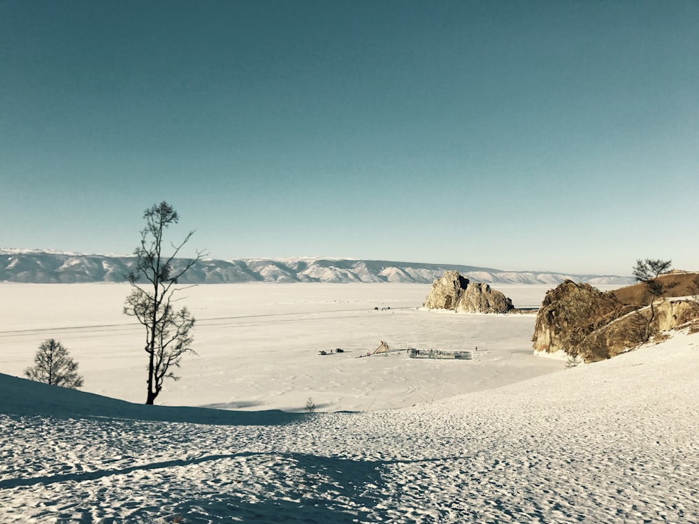 brown bare tree on white snow covered ground during daytime