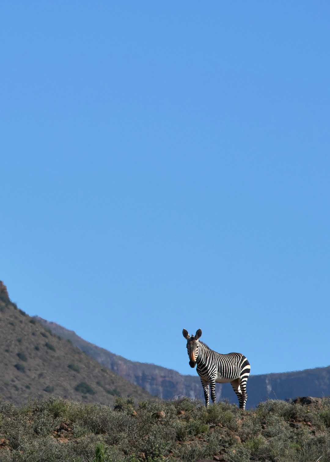 zebra standing on brown rock during daytime
