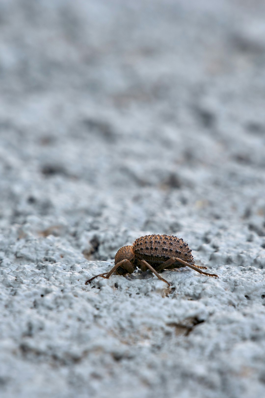 brown and black beetle on gray ground in close up photography during daytime