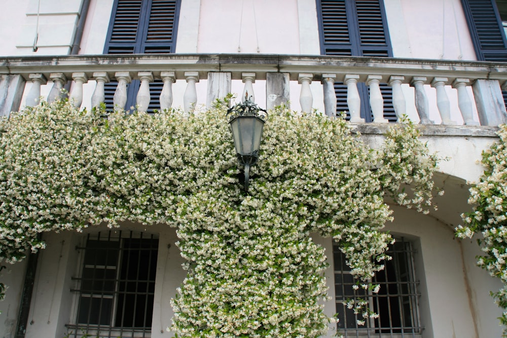 green tree in front of white concrete building