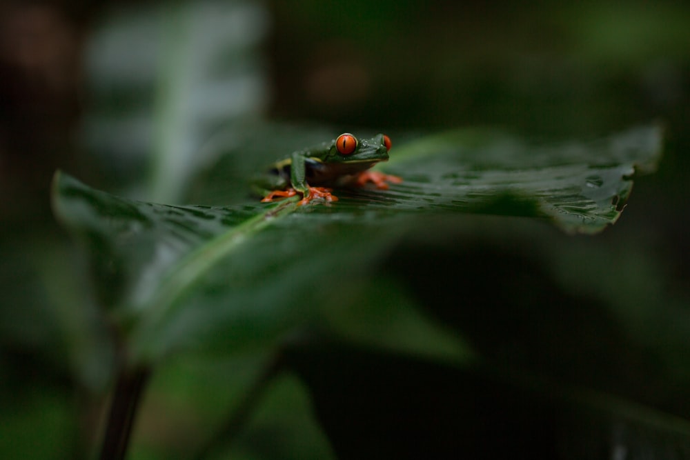 grüner und brauner Frosch auf grünem Blatt