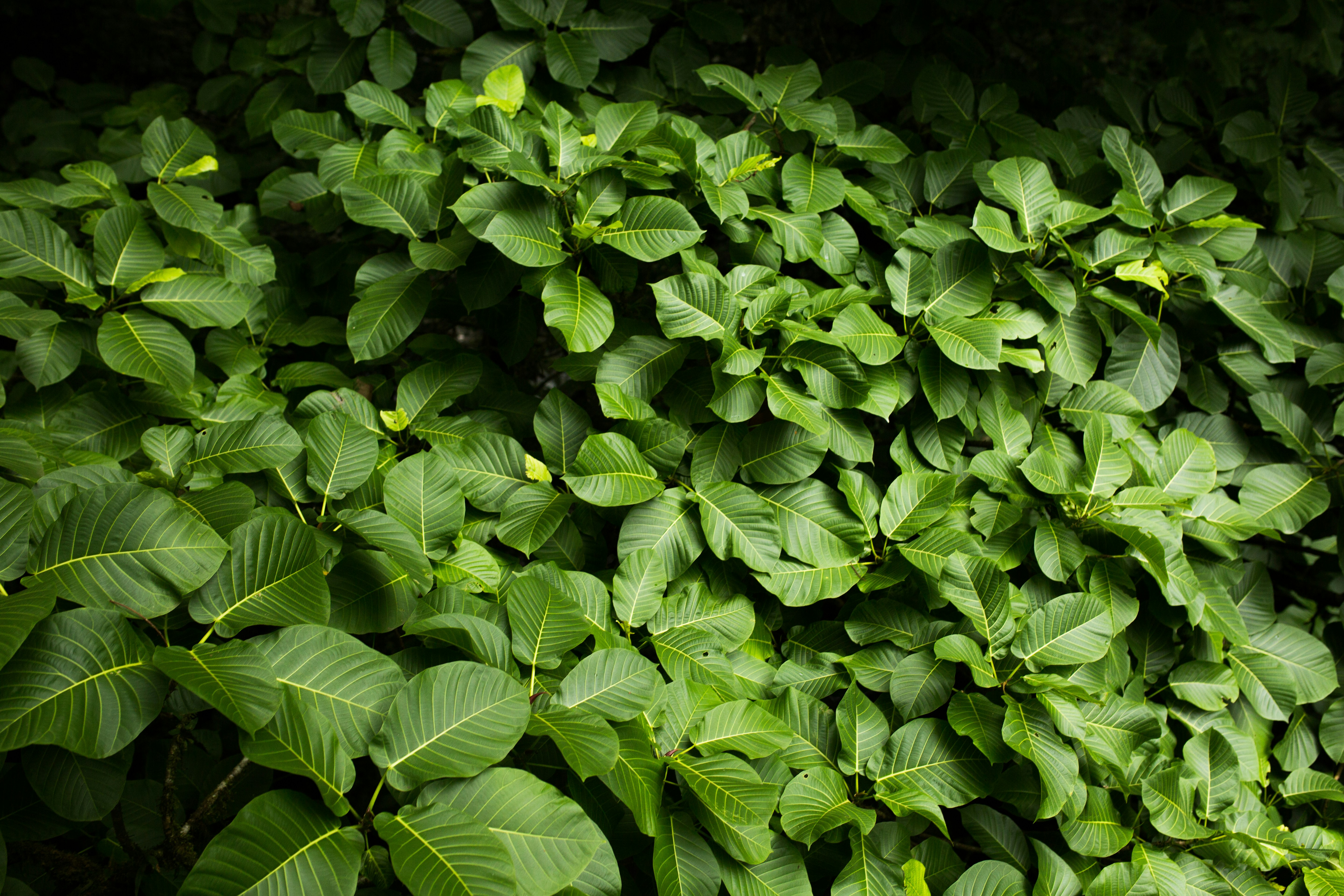 Photo by tribalvideo