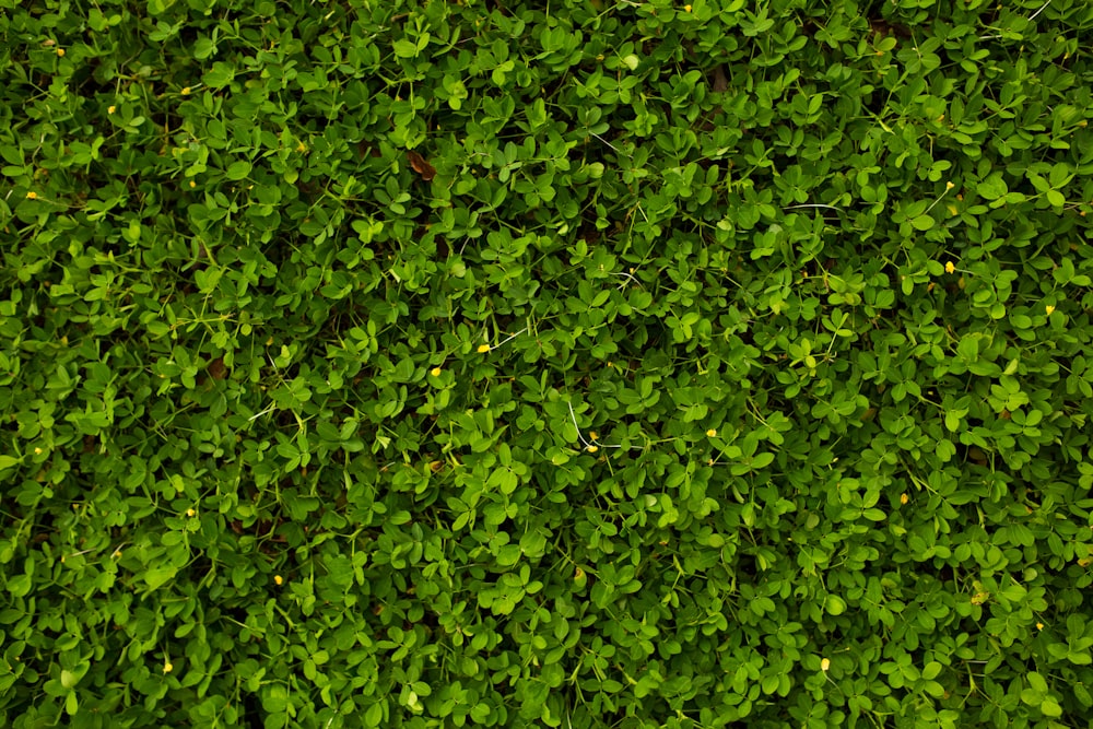 green leaves on brown soil