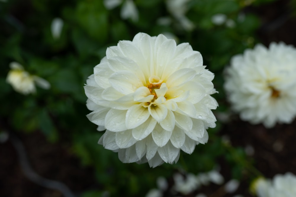 white flower in tilt shift lens