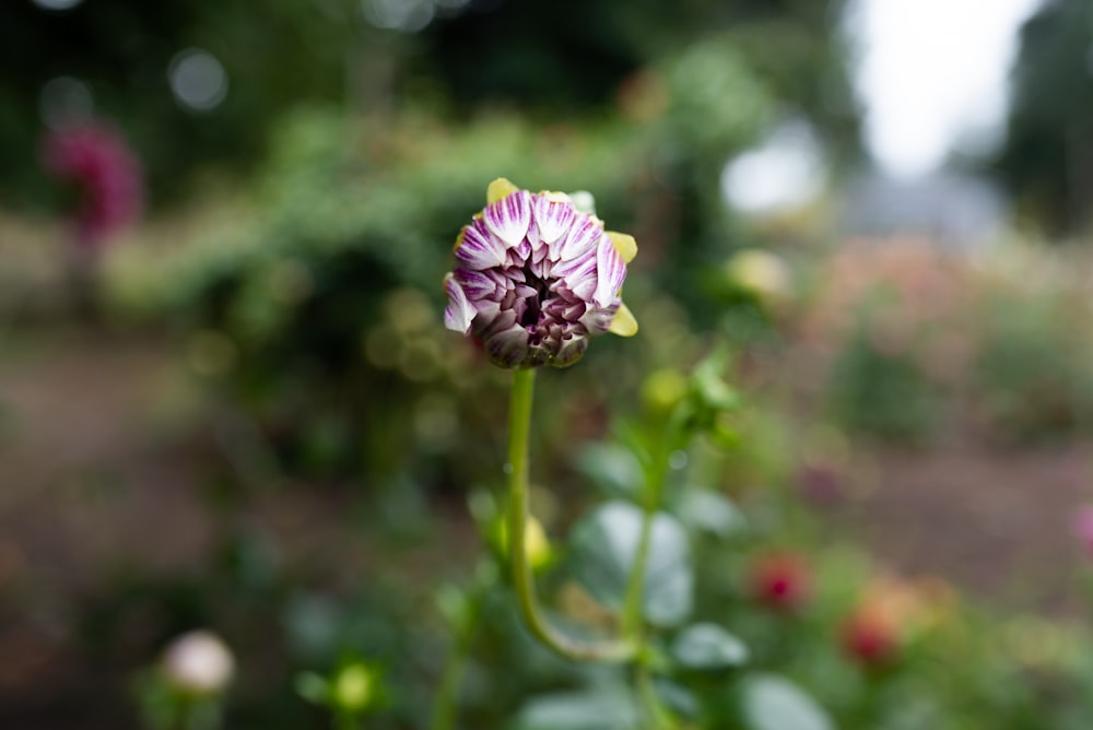 purple flower in tilt shift lens