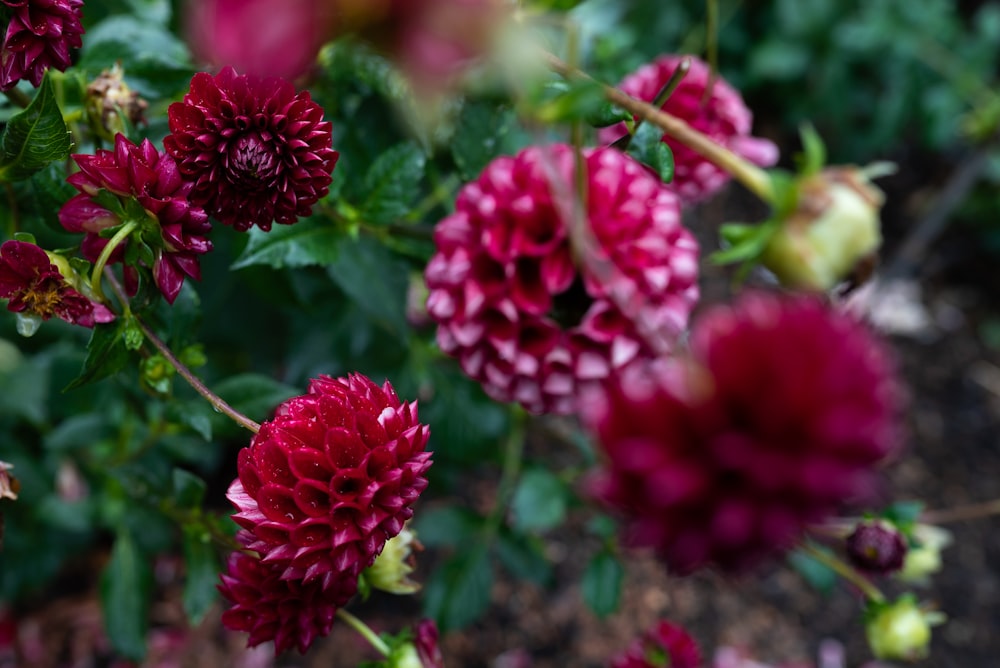 red flower in tilt shift lens