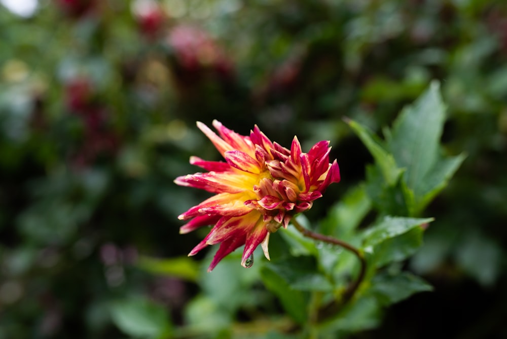 Flor rosa y amarilla en lente de cambio de inclinación