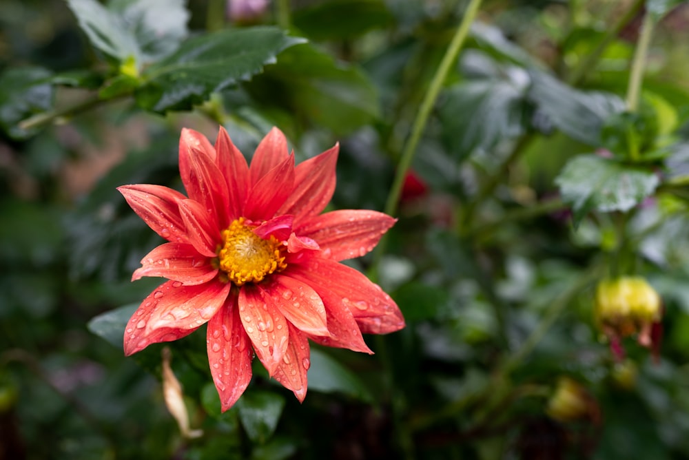 red flower in tilt shift lens