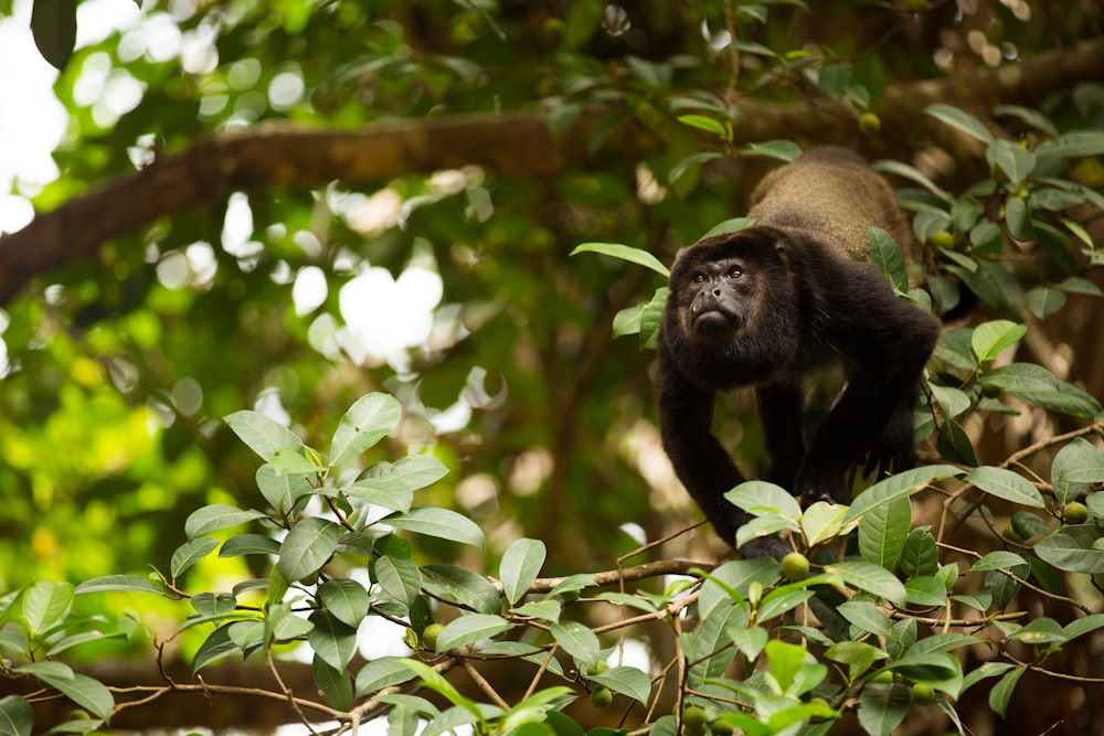 black monkey on tree branch during daytime
