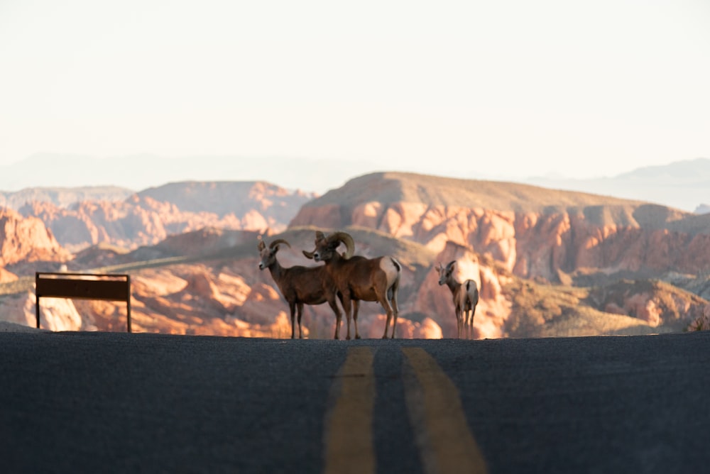 group of horses on gray asphalt road during daytime