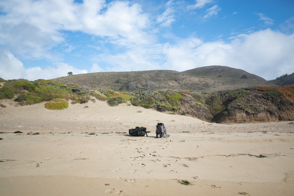 black dog on white sand during daytime