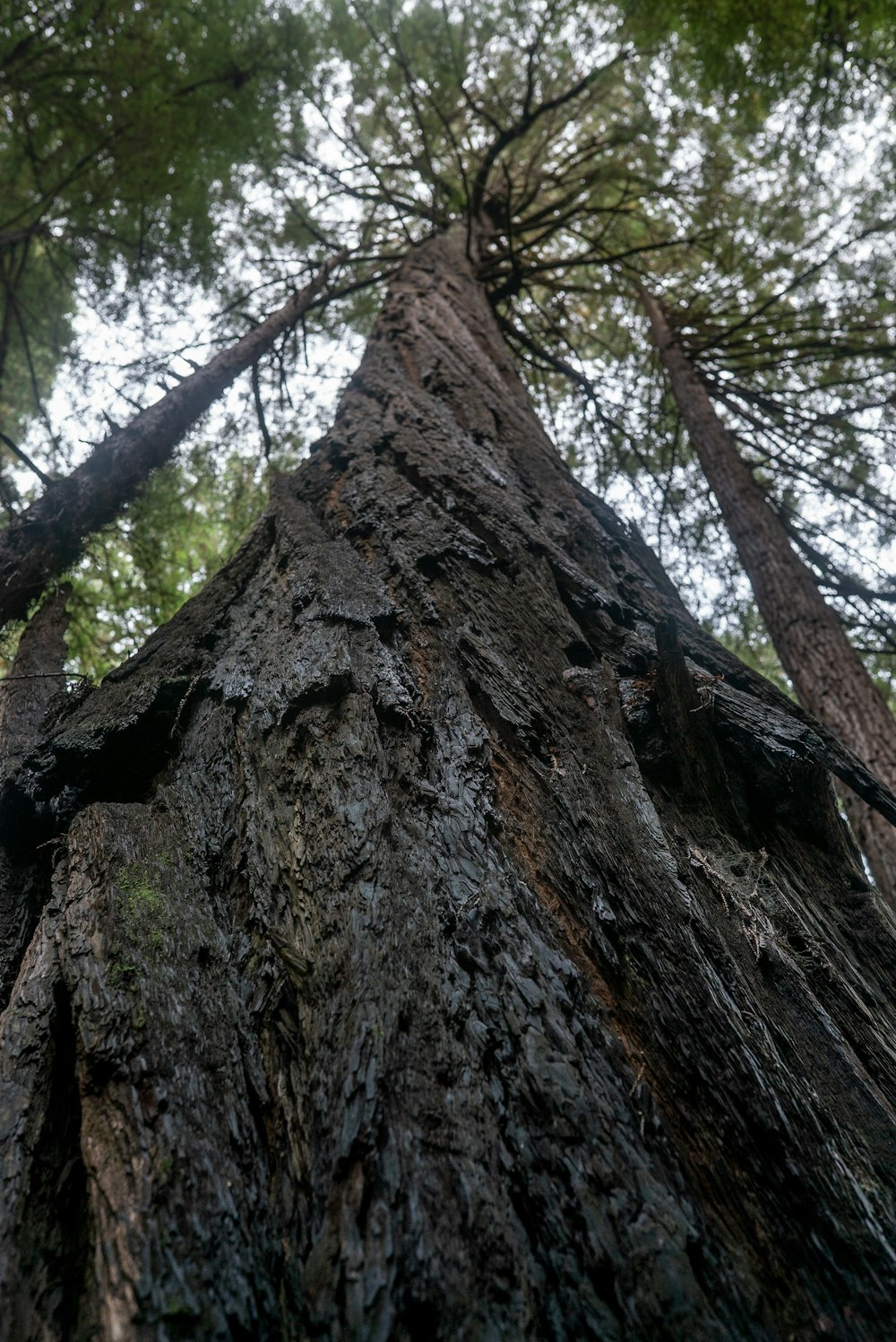 low angle photography of brown tree