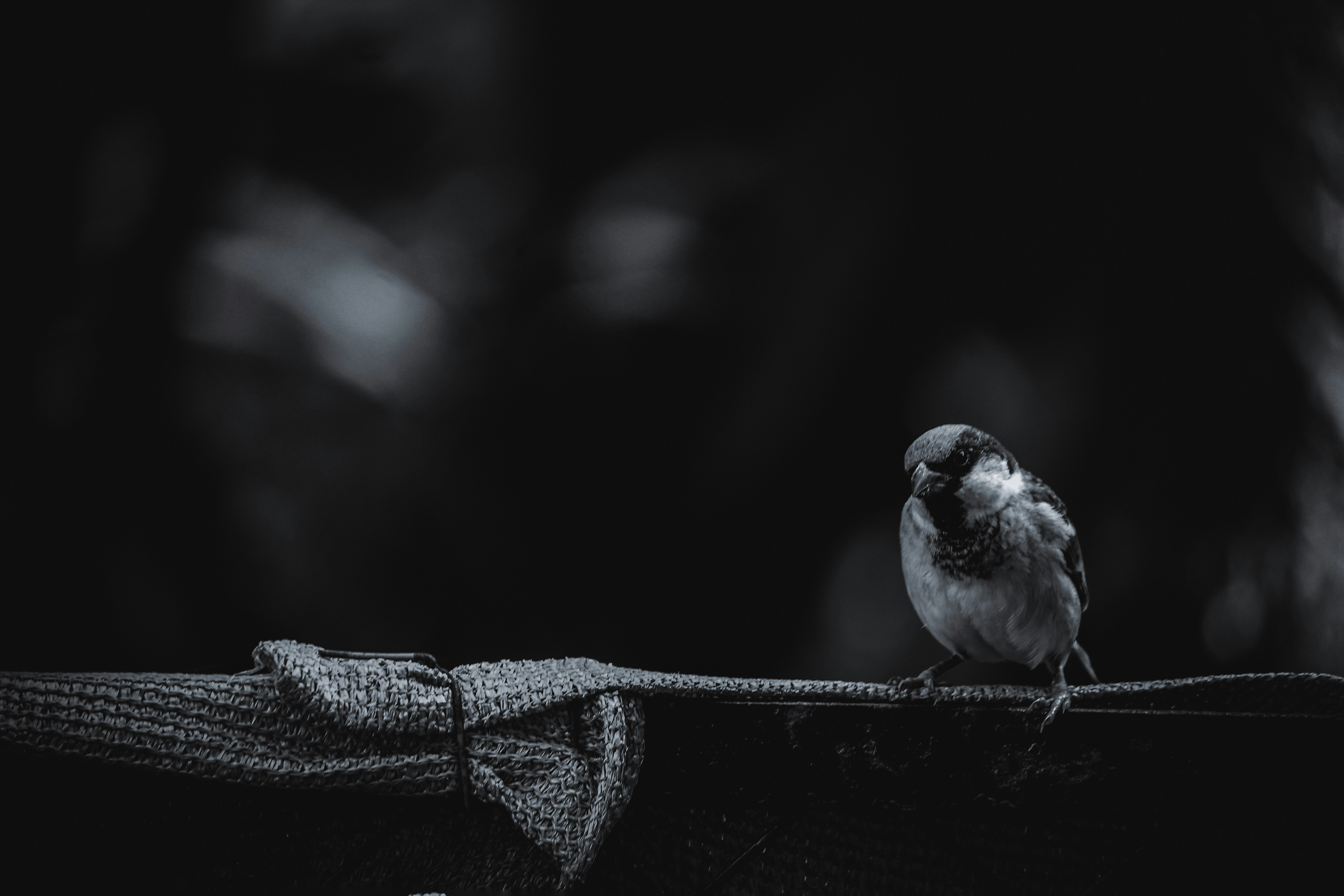Featured image of post colibri