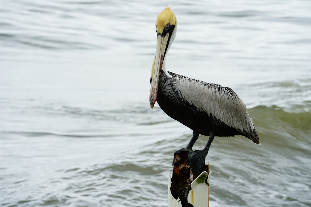 pelican on rock in sea during daytime