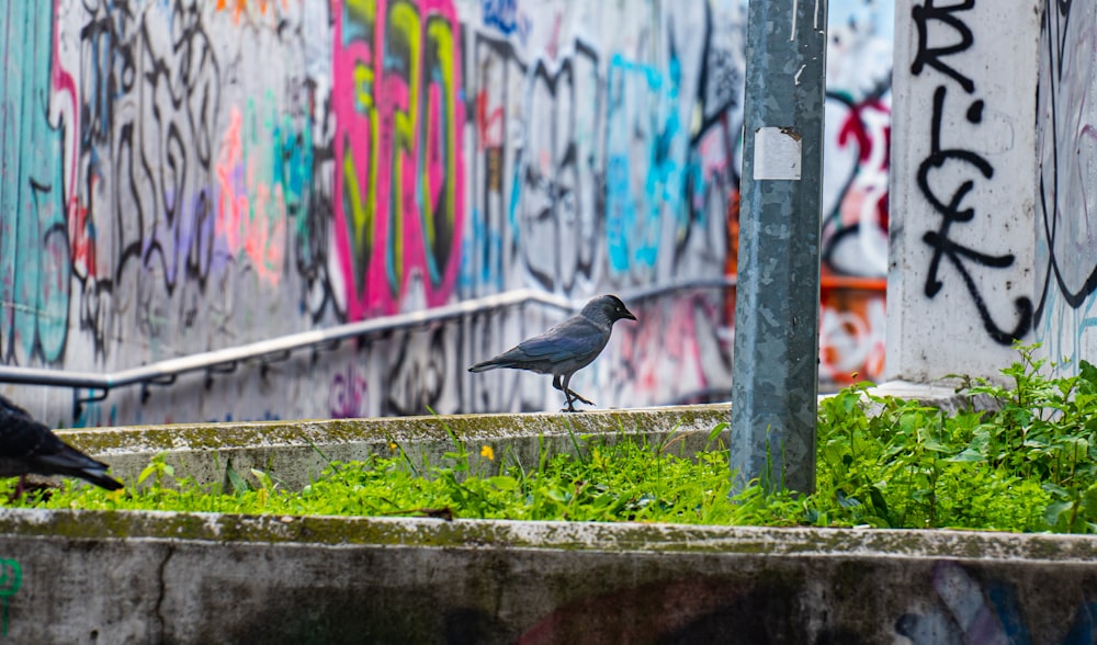 black bird on brown wooden fence