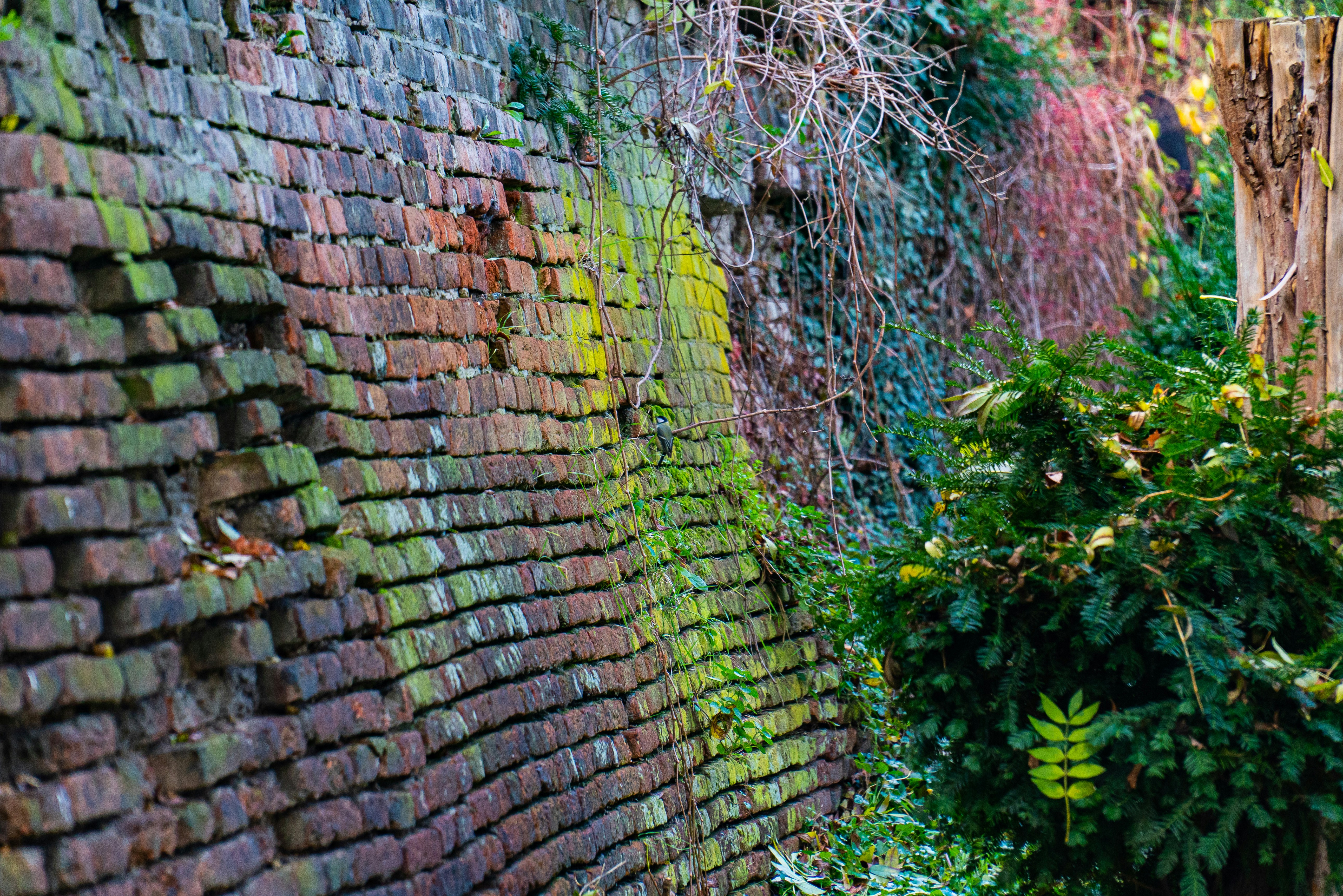 green vines on brown brick wall