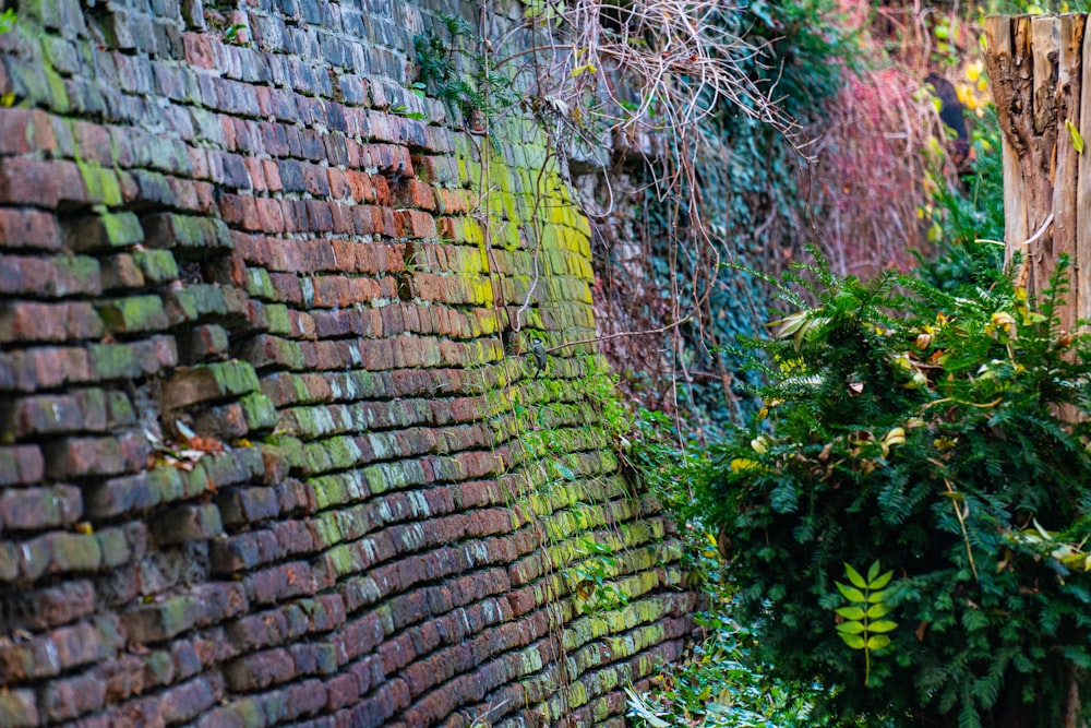 green vines on brown brick wall