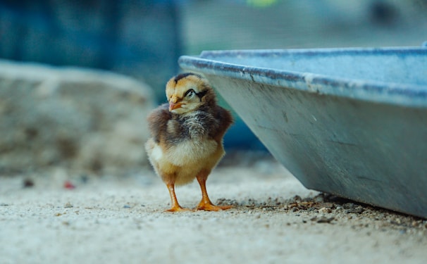 yellow chick on gray concrete wall